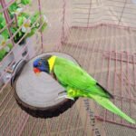 Buy Natural Wooden Bird and Small Pet Perch Online | Jogoka