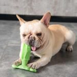 Buy Chewable Toothbrush Online | Jogoka