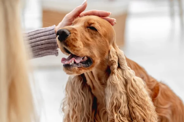 Smart-Pet-Hair-Drying-Box-11-1.webp | Jogoka