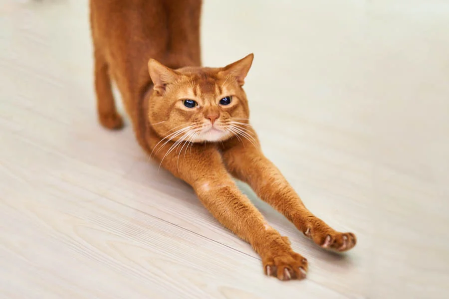 Smart-Pet-Hair-Drying-Box-15-1.webp | Jogoka