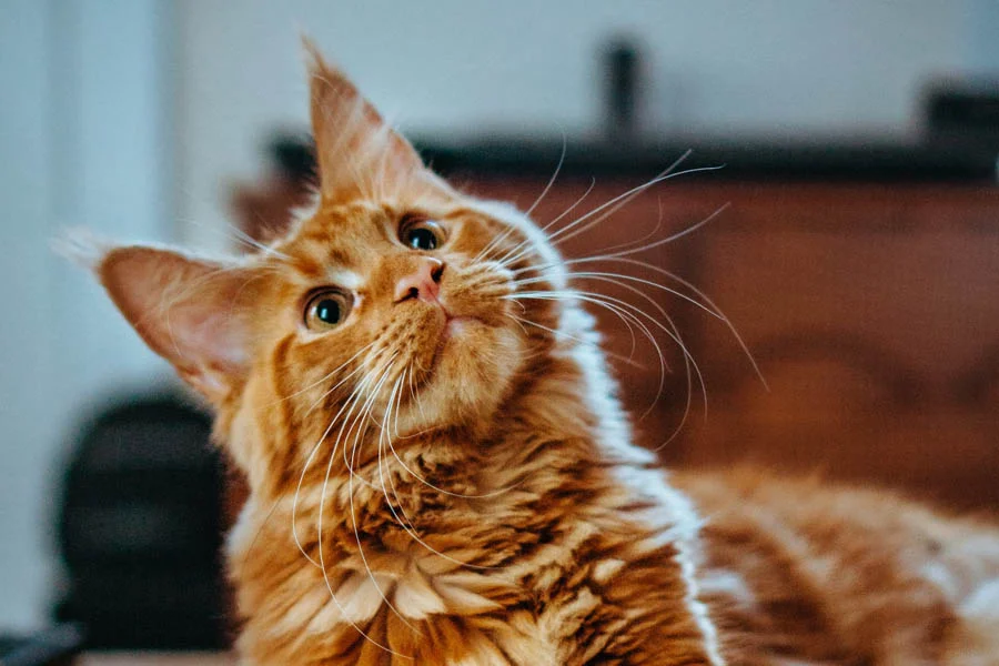 Smart-Pet-Hair-Drying-Box-24-1.webp | Jogoka