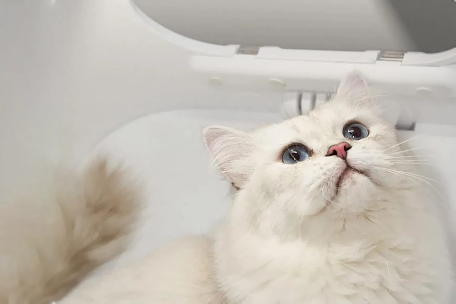 Smart-Pet-Hair-Drying-Box-7-1.webp | Jogoka