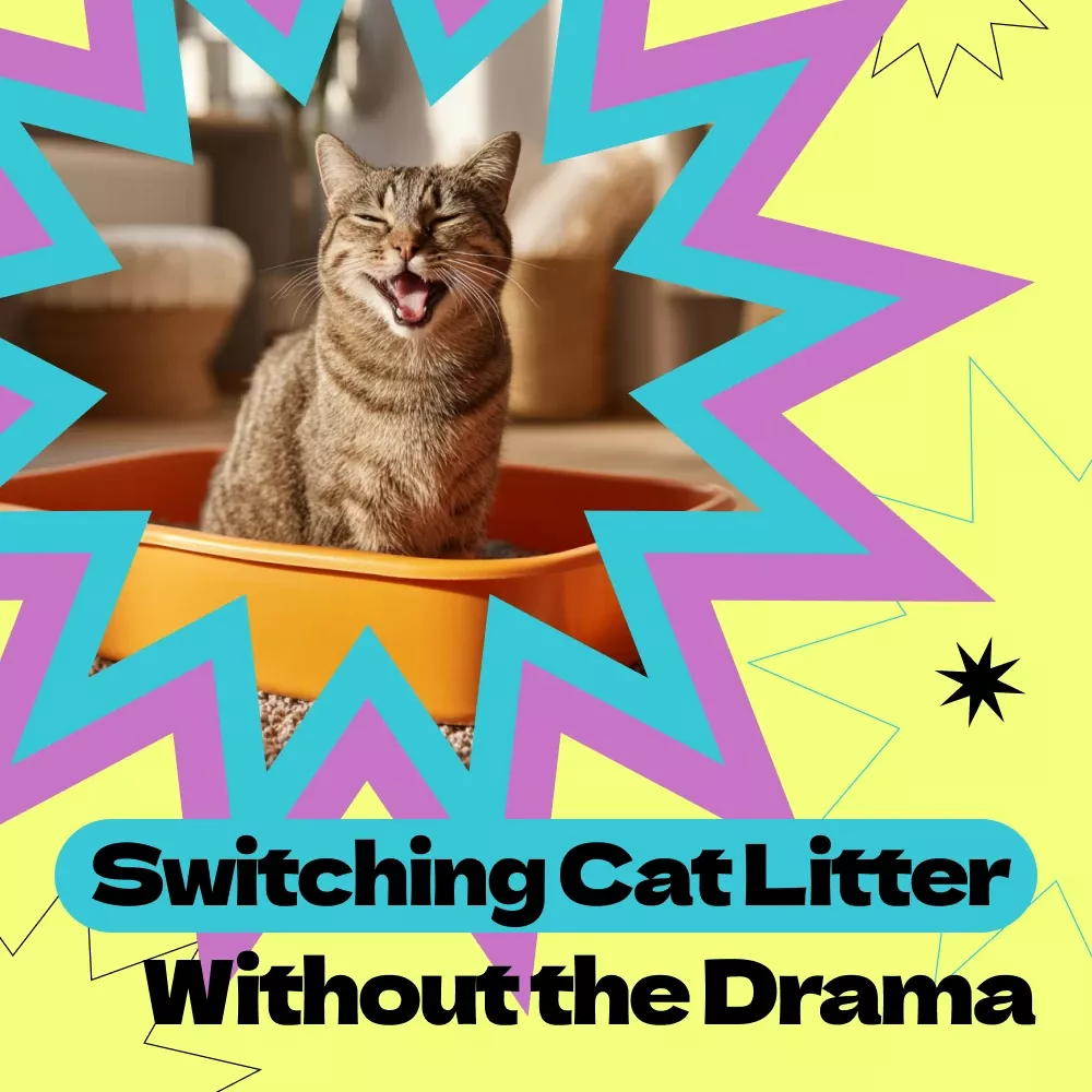 Stress-Free Cat Litter Switch Guide