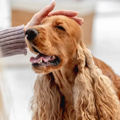 Smart-Pet-Hair-Drying-Box-11-1.webp