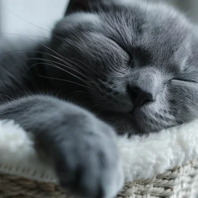 Smart-Pet-Hair-Drying-Box-18-1.webp
