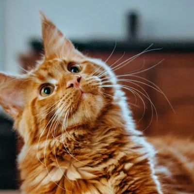 Smart-Pet-Hair-Drying-Box-24-1.webp