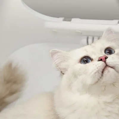 Smart-Pet-Hair-Drying-Box-7-1.webp